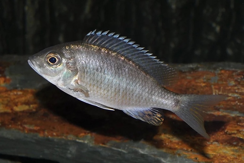 Placidochromis sp. 'blue otter' Tsano Rock